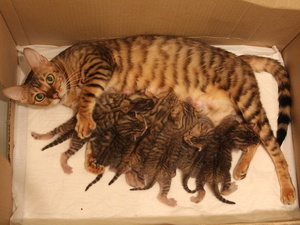 Котята тойгер с мамой 