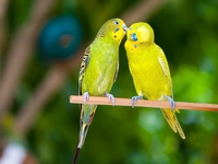 Как кормить волнистых попугаев
