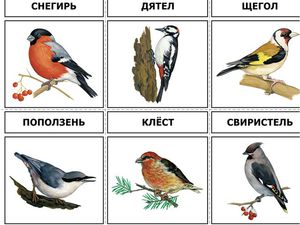 Краткий определитель птиц (фото, рисунки, полезные ссылки)