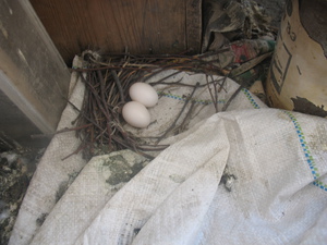 Гнездо голубей на балконе