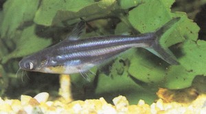 Рыба пангасиус