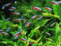 Неоны - красивые и разнообразные рыбки для разведения в аквариуме