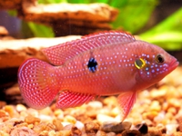 Аквариумная рыбка хромис