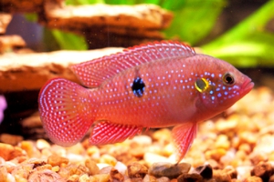 Аквариумная рыбка хромис