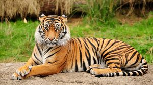 Амурский тигр - самый большой дикий кот
