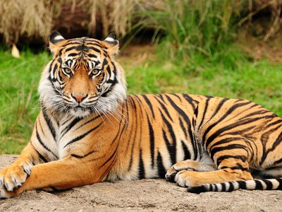 Почему животное тигр занесено в Красную Книгу