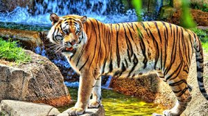 Амурский тигр - отличительные черты