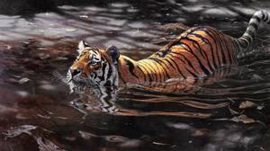 Сибирский тигр не боится воды