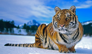 Сибирский тигр зимой