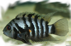 Рыбка чернополосая цихлазома