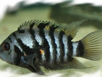 Рыбка чернополосая цихлазома