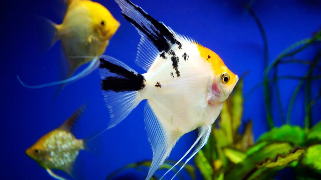 Орнатус рыбка аквариумная фото