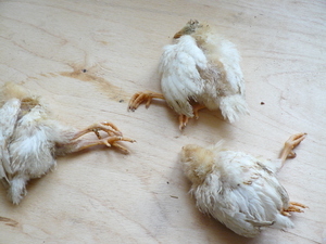 Цыплята бройлеров сбалансированное питание