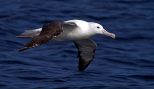 Характеристика самой крупной морской птицы королевского альбатроса