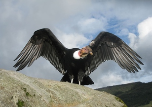 Описание самой большой летающей птицы андского кондора