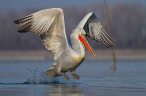 Описание птиц кудрявых пеликанов