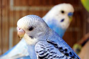 Советы, как просто узнать возраст волнистого попугая