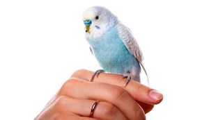 Как быстро научить попугая разговаривать