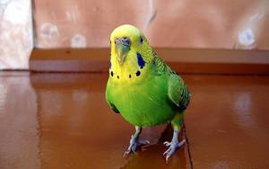 Методы обучить волнистого попугая разговаривать