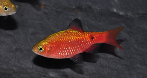 Рыбка золотистый барбус