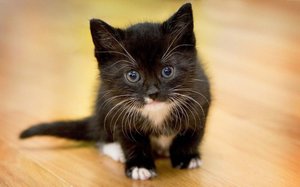 Черный котенок с белыми усами