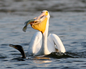 Пеликан на воде