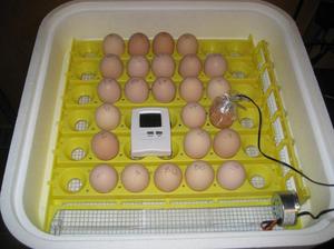 Закладка домашних яиц в инкубатор 