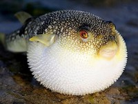 Рыба фугу-описание