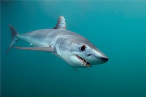 Быстрый хищник акула -мако 