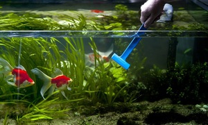 Особенности устранения помутнения воды в аквариумах
