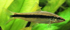 Сиамский водорослеед – тонкая серовато-коричневая рыба с характерной чёрной полосой