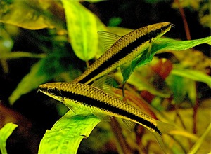 Рыбка Сиамский водорослеед