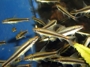 Аквариумная рыбка Сиамский водорослеед