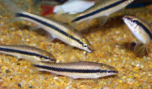 Условия содержания рыбки Сиамский водорослеед в домашнем аквариуме