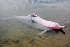 Амазонский речной дельфин, - внешний вид