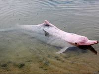 Амазонский речной дельфин, - внешний вид