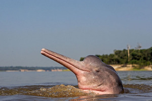 Где обитает розовый речной дельфин