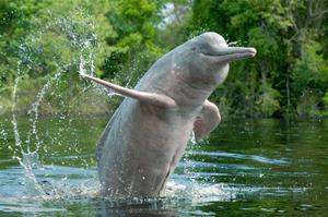 Китайский речной дельфин называется байцзи