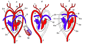 Особенности строения сердца и кровеносной системы птиц