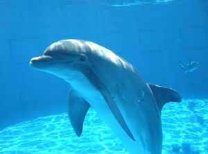 Как спят дельфины и как при этом дышат?