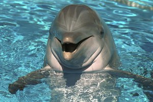 Почему новорожденные дельфины не спят?