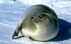 Фото гренландский тюлень