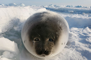 Фото охотники на тюленя