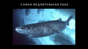Атлантическая полярная акула – размножение