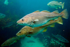 Атлантическая треска - особенности рыбы