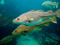 Атлантическая треска - особенности рыбы