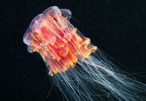Жизненный цикл медузы