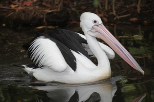 Австралийский пеликан - образ жизни