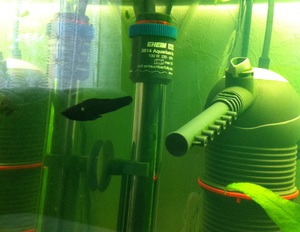 Очистить аквариум от  водорослей 
