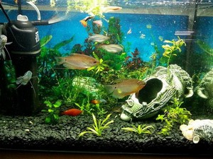 Фильтры для аквариумов